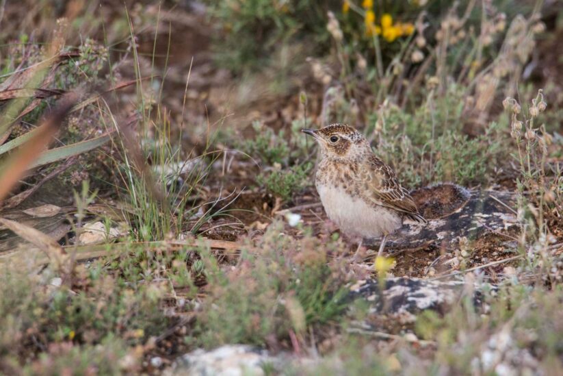 Alondra Ricotí Autor: Uge fuertes