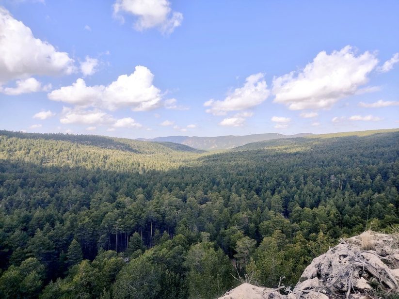 Pinares de Fortanete. Plataforma Paisajes de Teruel