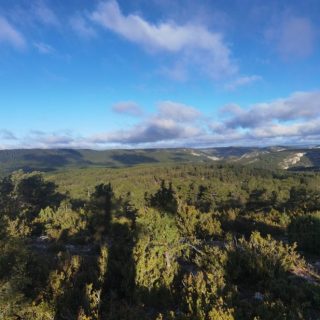 Pinares-de-Villarluengo.-Ricardo-Figueras