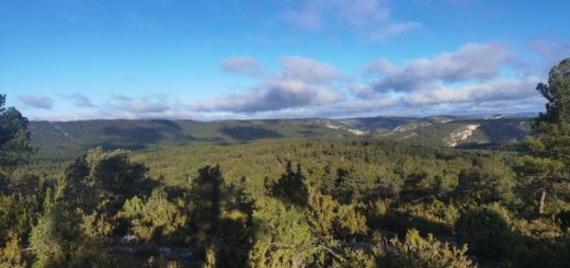 Pinares-de-Villarluengo.-Ricardo-Figueras