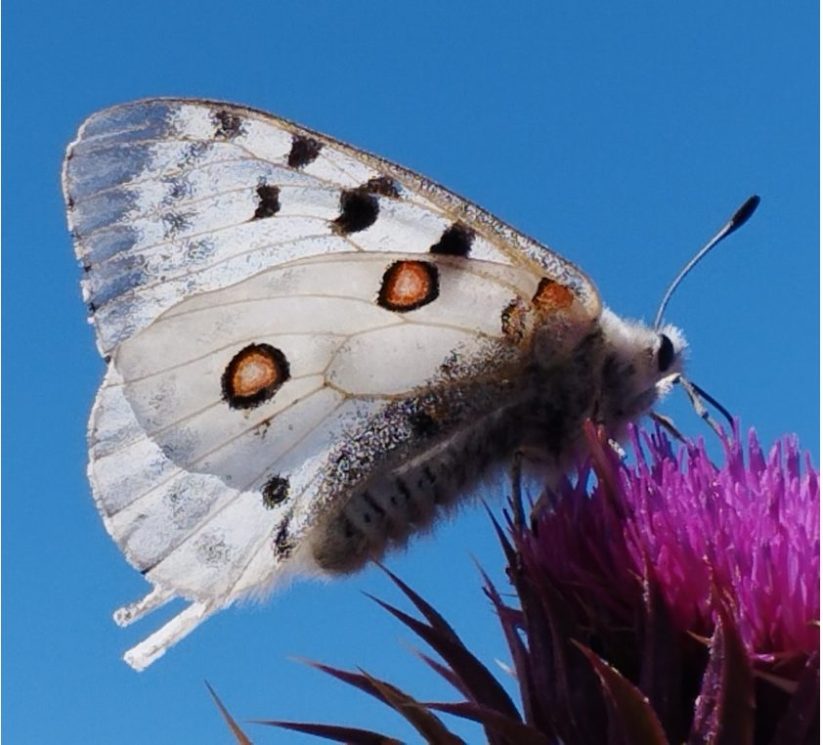 20230828-ARAINFO-El-impacto-de-las-energias-renovables-en-la-biodiversidad