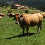Masí Orduña, entre Mosqueruela y Fortanete, afectada por Clúster del Maestrazgo.