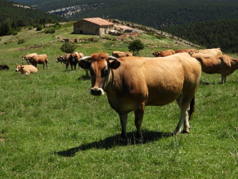 Masí Orduña, entre Mosqueruela y Fortanete, afectada por Clúster del Maestrazgo.